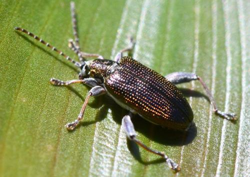 Réf. 362 310 : Donacia versicolorea